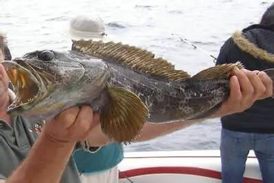 How To Catch Lingcod