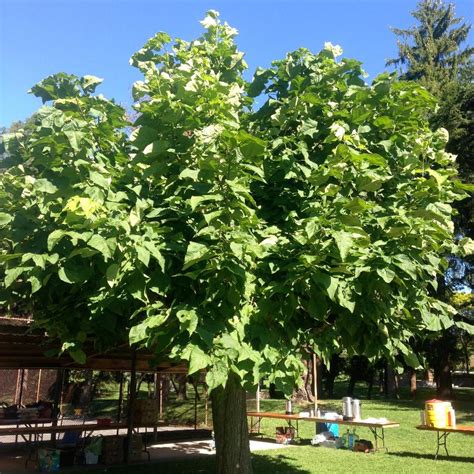 Catalpa Bungei From Nvk Nurseries