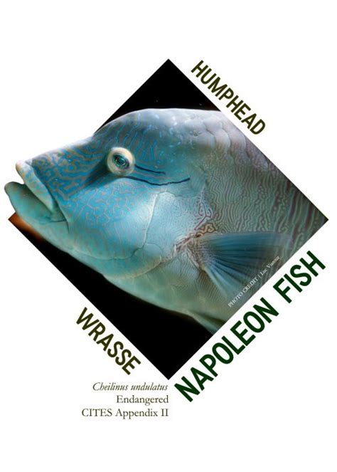 22 Napoleon Fish | PCSD