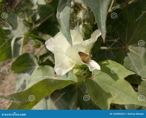 Gossypium Herbaceum De Plant Del Algod N Foto De Archivo Imagen De