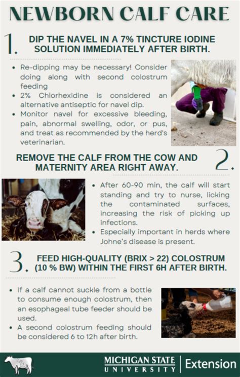 Newborn Calf Care Management - English and Spanish - Dairy