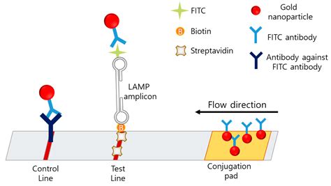 Biosensors Free Full Text Principles And Applications Of Loop