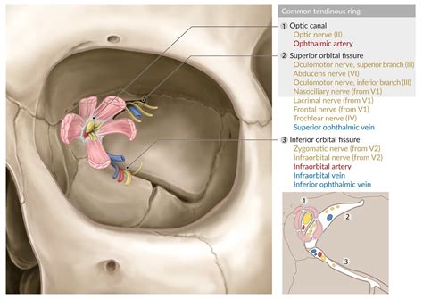 Superior Orbital Fissure Nerves