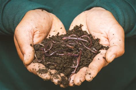 Worm Farming as Extra Income | Sow America