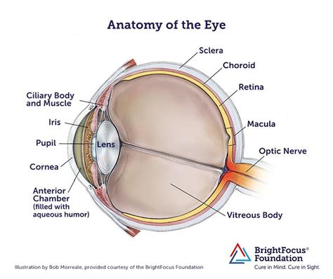 The Eye Diagram Quizlet