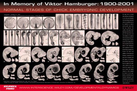 Anat2341 Lab 9 Embryology