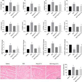 Effects Of Angiotensin Ang On Isoprenaline Iso Induced