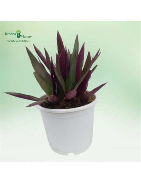 Rhoeo Plant Tradescantia Spathacea