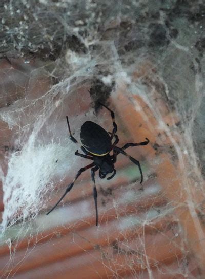 Spider Control Geelong Spider Removal Services In Geelong