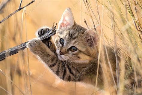 African wildcat kitten - Stock Image - C034/3734 - Science Photo Library