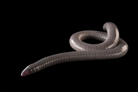 Caecilian