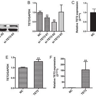 Tet Modulates The Levels Of Hmc In Hacat Cells Protein Levels Of