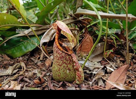 Tropical Pitcher Plant Painted Pitcher Plant Or Burbidges Pitcher