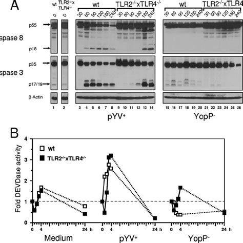 TLR4 Accelerates YopP Dependent Activation Of Caspases DC From TLR2 4