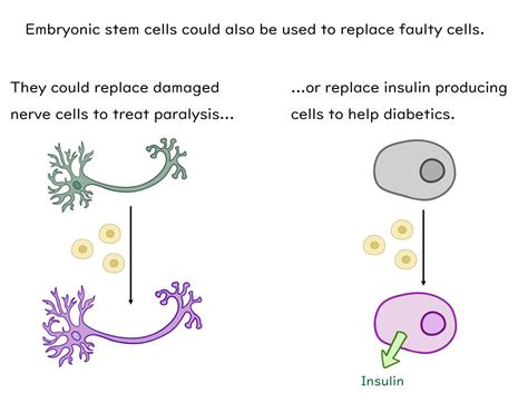 Stem Cells Supplementary Slides And Worksheet GCSE Biology AQA