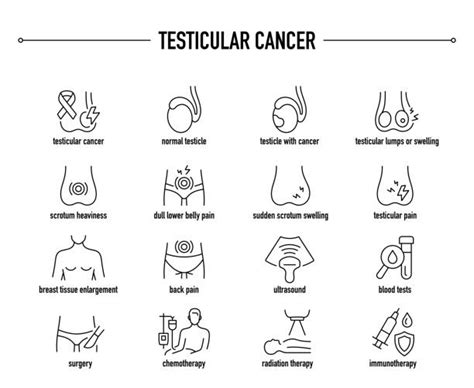 60 Testicular Anatomy Stock Illustrations Royalty Free Vector