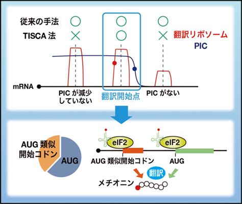 非典型的開始コドンからの翻訳開始機構を解明 研究成果 九州大学（kyushu University）