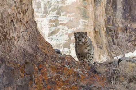 Can You Spot The Snow Leopard Amazing Photographs Show The Elusive