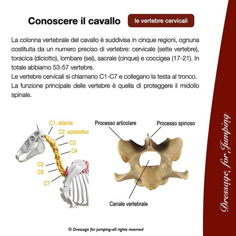 Le Vertebre Cervicali