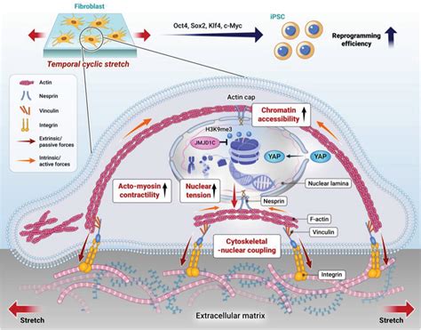 Cyclic Stretch Promotes Cellular Reprogramming Process Through