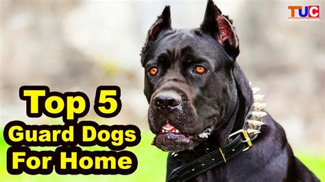 Which Dogs Are Best For Home