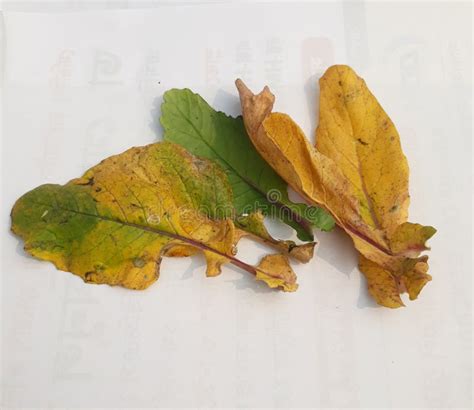 This Broadleaf Variety Is One Of The Darkest Colored Mustard Greens You