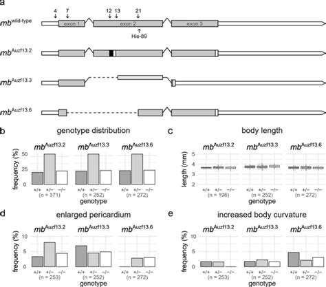 Generation And Validation Of A Myoglobin Knockout Zebrafish Model