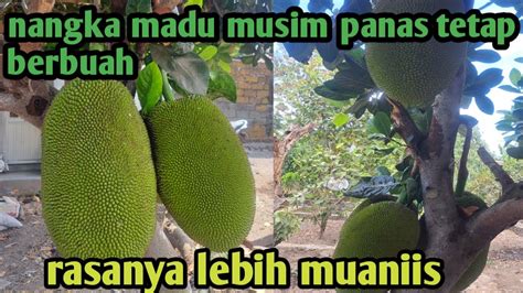 Musim Panas Nangka Madu Tetap Berbuah Dan Rasanya Lebih Manis Youtube