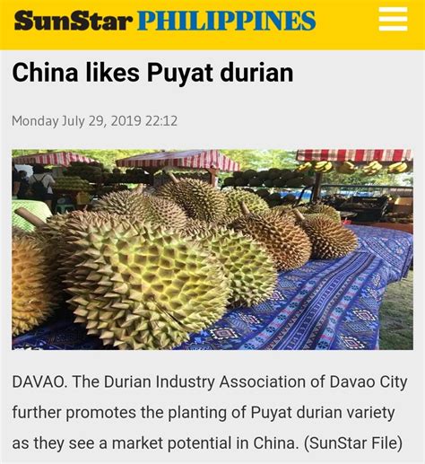 Durian Grafted Seedling Puyat Variety Lunti Plant Nursery