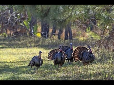 Cuando Es El D A Del Pavo En Estados Unidos Crampton El Lugar Donde