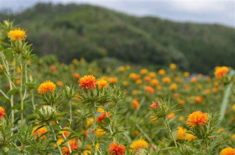 紅花写真コンテストのご案内はコチラ：やまがたへの旅山形県観光情報ポータルサイト