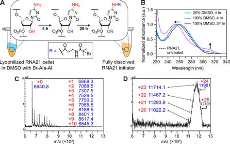 Rna Polymer Hybrids Via Direct And Site Selective Acylation With The Atrp Initiator And