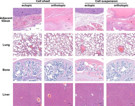 Histopathological Examination Of The Major Organs 4 Weeks After