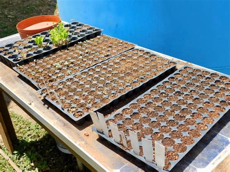 La propagación por semillas Agrochic Jardinería y Bienestar