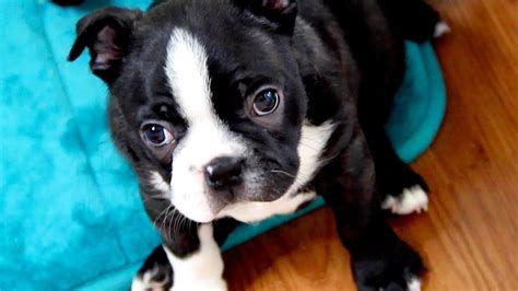 Boston Terrier Puppies Week 6 Youtube