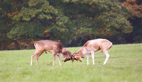 Free Images Grass Meadow Prairie Run Jump Wildlife Herd