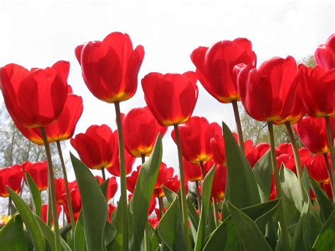 Wallpaper Red Tulips Wallpapers