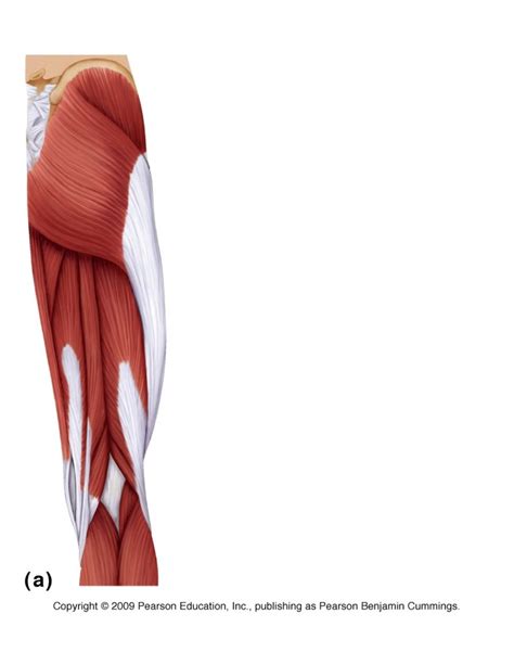 Posterior Hip And Thigh Muscles Diagram Quizlet