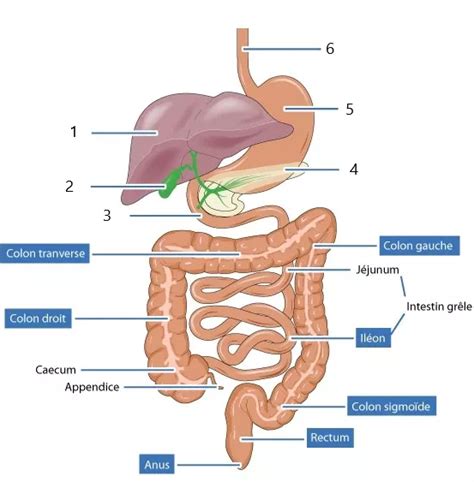 Diagramme De Appareil Digestif Quizlet