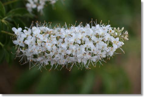 Yosemite Wildflowers: California Buckeye (Aesculus californica)