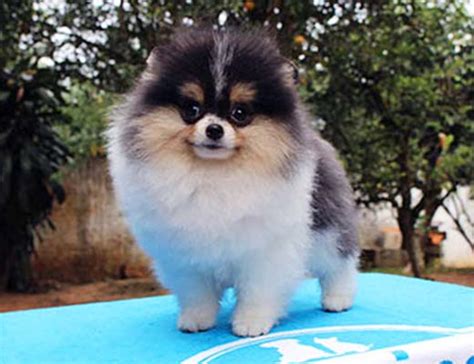 Lulu da Pomerânia Spitz Alemão Tricolor Preto