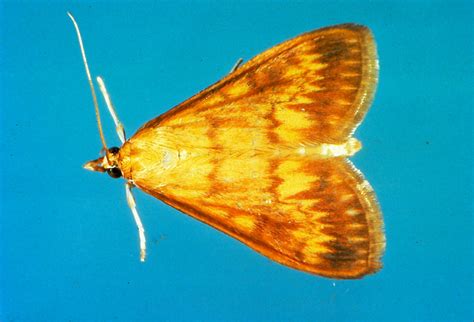 European Corn Borer Ecb Adult Adult Moth Of The European Flickr