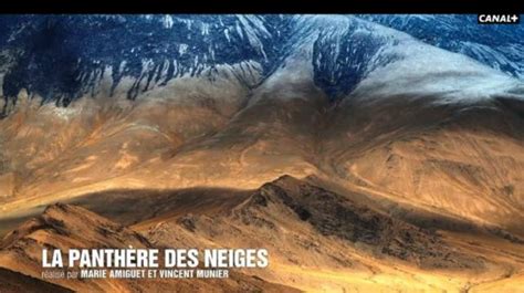 C Sar La Panth Re Des Neiges Du Vosgien Vincent Munier Et De