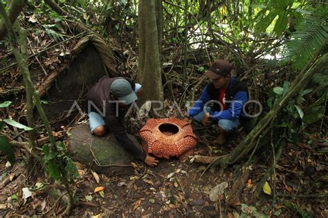 RAFFLESIA ARNOLDI TUJUH KELOPAK ANTARA Foto