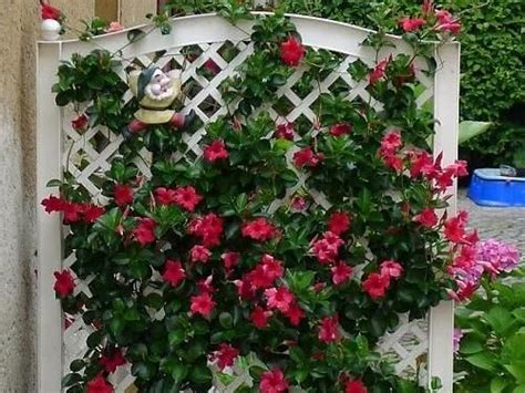 20 Super Cool Mandevilla Trellis Ideas Trellis For Mandevilla Plant