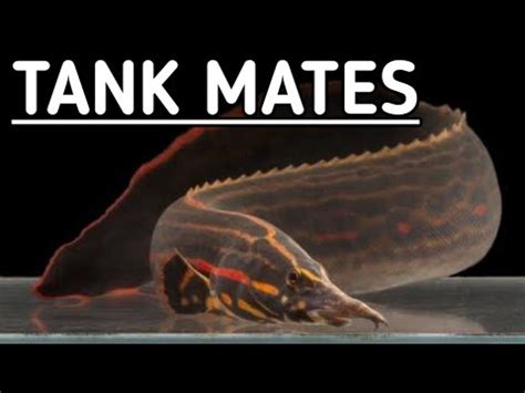 Fire Eel Tank Mates What Fish Can Live With Fire Eels Youtube