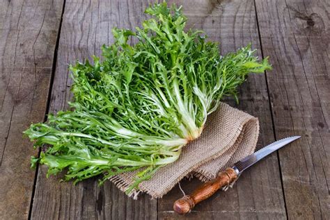 Growing Endive: Planting, Caring For, and Harvesting This Versatile Green