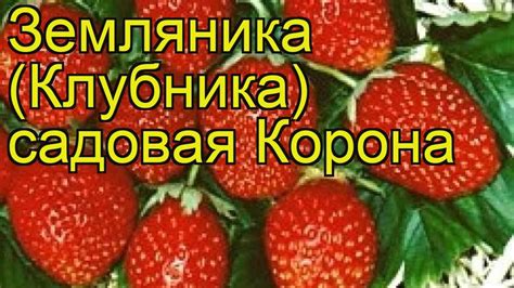 Земляника садовая Корона (Korona). Краткий обзор, описание ...
