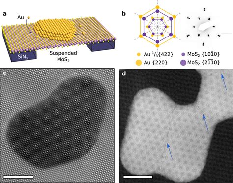 HRTEM and STEM demonstrating epitaxial MoS2 Au 111 moiré a Schematic