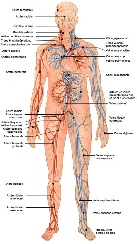 Anatomie Et Pathologie En Chirurgie Vasculaire Mon Bloc Op Ratoire